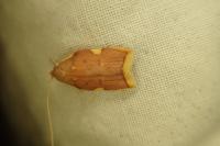 Carcina quercana