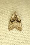 Meganola togatulalis