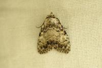 Meganola strigula