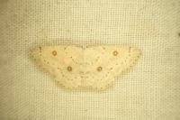 Cyclophora albipunctata