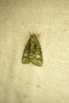 Cryphia algae