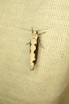 Ethmia bipunctella