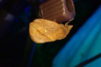 Euthrix potatoria
