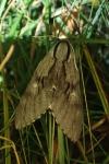 Hyloicus maurorum