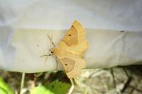 Crocallis elinguaria