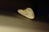 Cilix glaucata