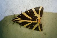 Euplagia quadripunctaria