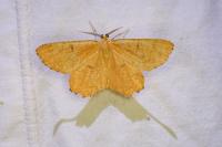 Angerona prunaria