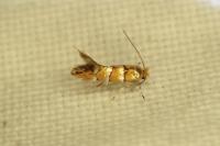 Phyllonorycter nicellii