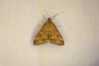 Pyrausta despicata