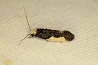 Monopis monachella