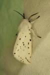Spilosoma lubricipeda