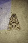 Acronicta megacephala