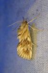 Cynaeda dentalis