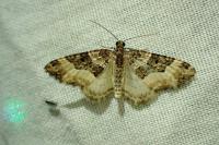 Epirrhoe rivata