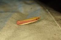 Oncocera semirubella