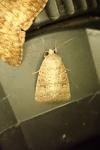 Hoplodrina ambigua / Hoplodrina blanda