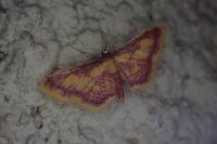 Idaea muricata
