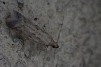 Phycitodes binaevella