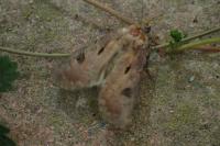 Agrotis exclamationis