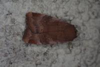 Noctua janthe / Noctua janthina