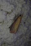 Oncocera semirubella