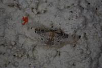 Idaea filicata
