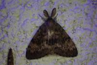 Lymantria dispar