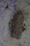 Spodoptera exigua