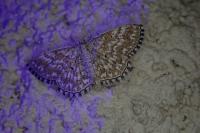 Scopula tessellaria