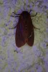 Phragmatobia fuliginosa