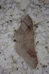 Idaea degeneraria