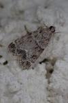 Eudonia mercurella