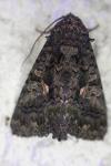 Aedia leucomelas