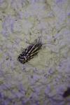 Emmelia trabealis