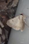 Lygephila craccae