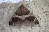 Dysgonia algira