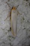 Manulea complana