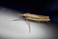 Ancylolomia tentaculella
