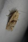 Cochylimorpha straminea