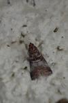 Acrobasis advenella