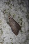 Lamoria anella