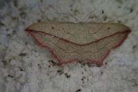 Timandra comae