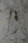Cilix hispanica