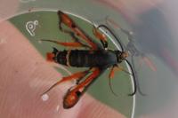 Pyropteron chrysidiforme
