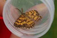 Ematurga atomaria