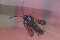 Pyropteron chrysidiforme