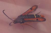 Pyropteron chrysidiforme