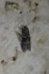 Blastobasis glandulella