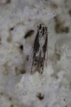 Blastodacna